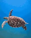 Symbolische schildpad adopteren